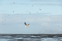 19090310_IcelandSeptember-3323